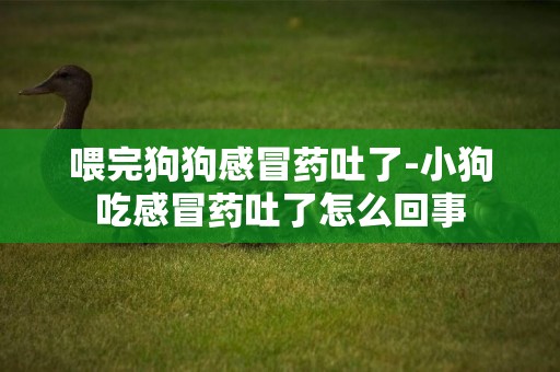 喂完狗狗感冒藥吐了-小狗吃感冒藥吐了怎么回事