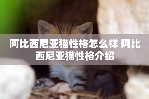 阿比西尼亞貓性格怎么樣 阿比西尼亞貓性格介紹
