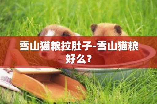 雪山貓糧拉肚子-雪山貓糧好么？