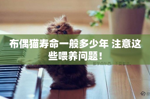 布偶貓壽命一般多少年 注意這些喂養問題! 布偶貓壽命一般多少年 注意這些喂養問題!