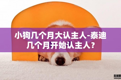 小狗幾個月大認主人-泰迪幾個月開始認主人？