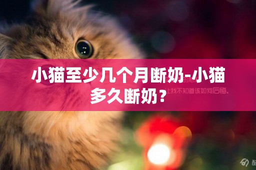 小貓至少幾個月斷奶-小貓多久斷奶？