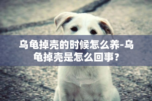 烏龜掉殼的時候怎么養-烏龜掉殼是怎么回事？