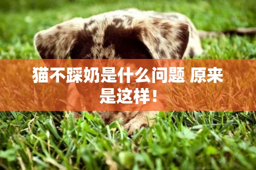 貓不踩奶是什么問題 原來是這樣！