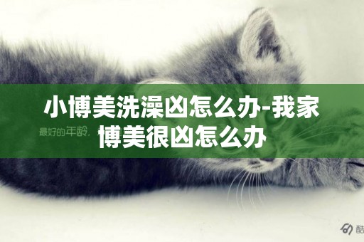 小博美洗澡兇怎么辦-我家博美很兇怎么辦