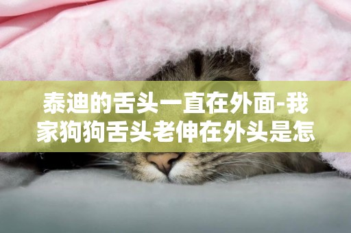 泰迪的舌頭一直在外面-我家狗狗舌頭老伸在外頭是怎么回事？