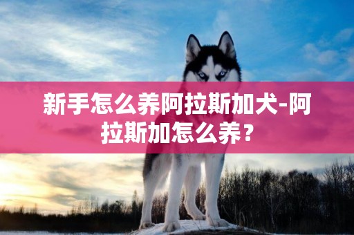 新手怎么養阿拉斯加犬-阿拉斯加怎么養？