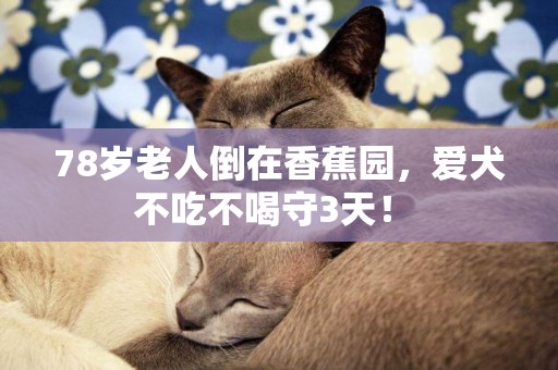 78歲老人倒在香蕉園，愛犬不吃不喝守3天！ 