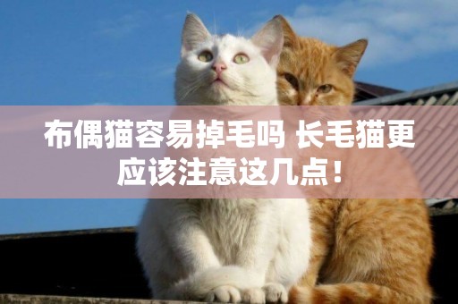 布偶貓容易掉毛嗎 長毛貓更應該注意這幾點！