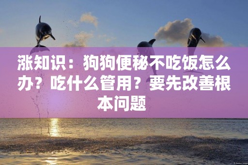 漲知識：狗狗便秘不吃飯怎么辦？吃什么管用？要先改善根本問題 