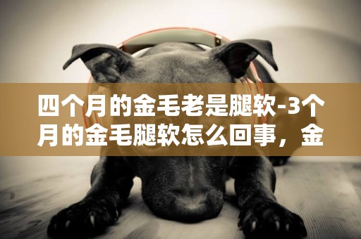 四個月的金毛老是腿軟-3個月的金毛腿軟怎么回事，金毛后腿無力