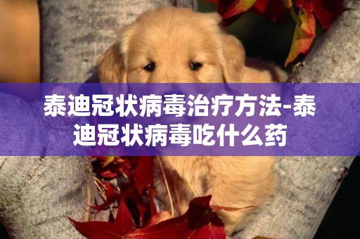 泰迪冠狀病毒治療方法-泰迪冠狀病毒吃什么藥