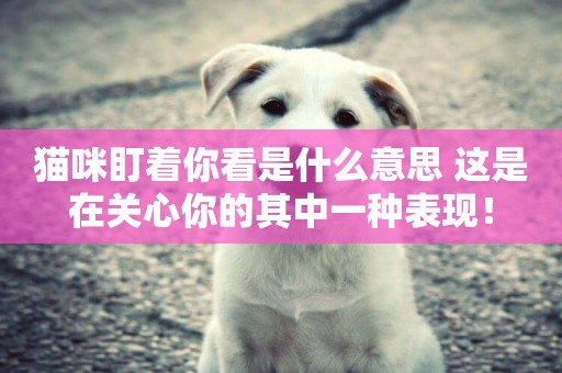 貓咪盯著你看是什么意思 這是在關心你的其中一種表現! 貓咪盯著你看是什么意思 這是在關心你的其中一種表現!
