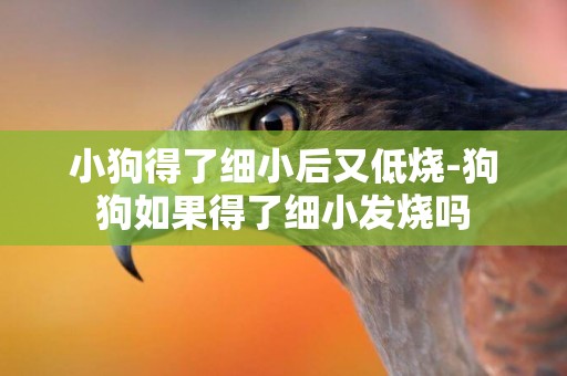 小狗得了細小后又低燒-狗狗如果得了細小發燒嗎