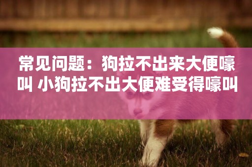常見問題：狗拉不出來大便嚎叫 小狗拉不出大便難受得嚎叫 