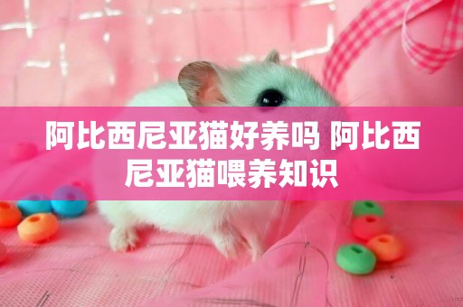 阿比西尼亞貓好養嗎 阿比西尼亞貓喂養知識
