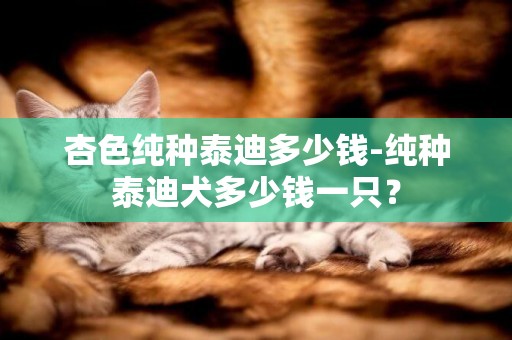 杏色純種泰迪多少錢-純種泰迪犬多少錢一只？