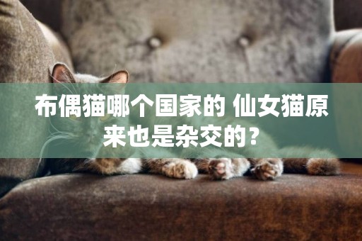 布偶貓哪個國家的 仙女貓原來也是雜交的？