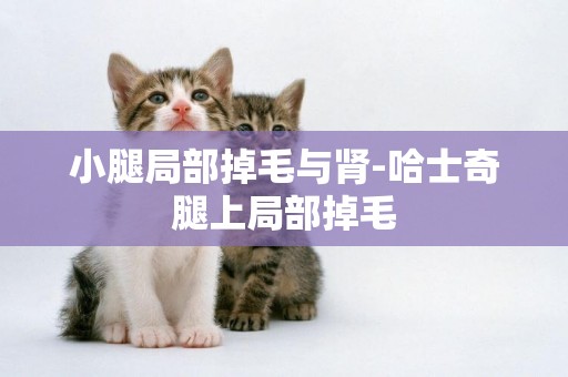 小腿局部掉毛與腎-哈士奇腿上局部掉毛