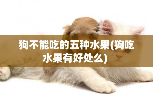 狗不能吃的五種水果(狗吃水果有好處么) 