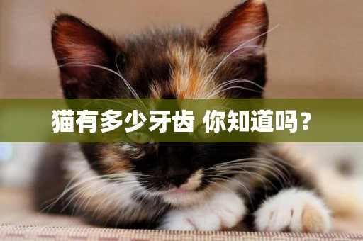 貓有多少牙齒 你知道嗎？