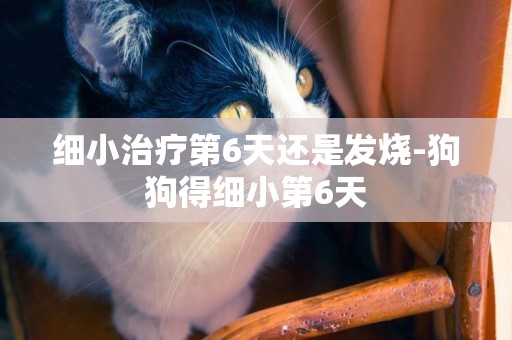 細小治療第6天還是發燒-狗狗得細小第6天