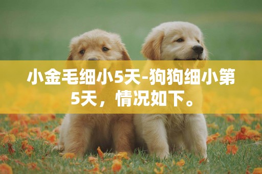 小金毛細小5天-狗狗細小第5天，情況如下。