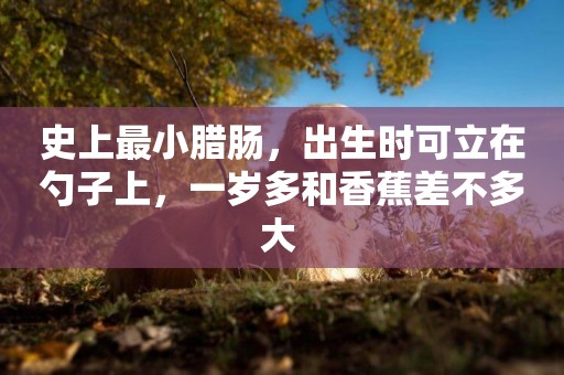 史上最小臘腸，出生時可立在勺子上，一歲多和香蕉差不多大 