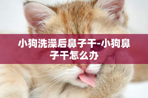小狗洗澡后鼻子干-小狗鼻子干怎么辦