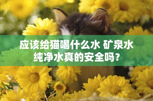 應該給貓喝什么水 礦泉水純凈水真的安全嗎？