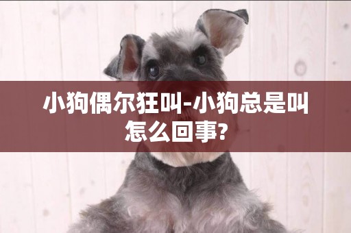 小狗偶爾狂叫-小狗總是叫怎么回事?