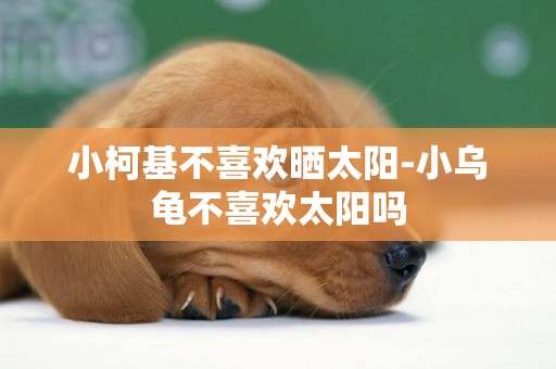 小柯基不喜歡曬太陽-小烏龜不喜歡太陽嗎