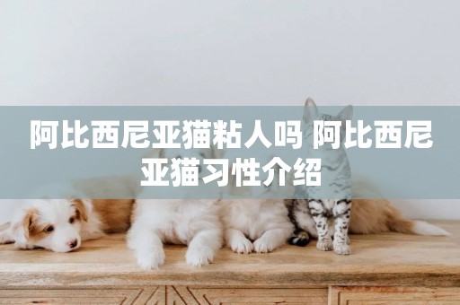阿比西尼亞貓粘人嗎 阿比西尼亞貓習性介紹