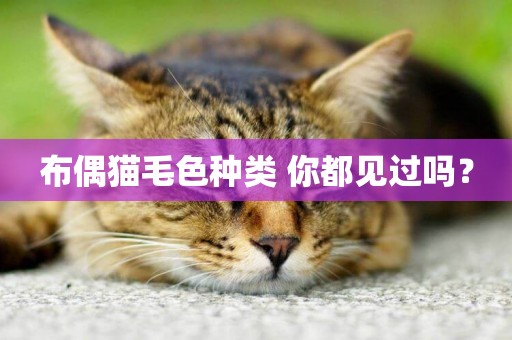布偶貓毛色種類 你都見過嗎？