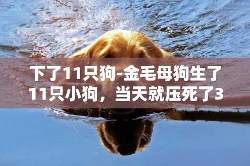 下了11只狗-金毛母狗生了11只小狗，當天就壓死了3只，狗媽又不讓我碰，都不知道怎