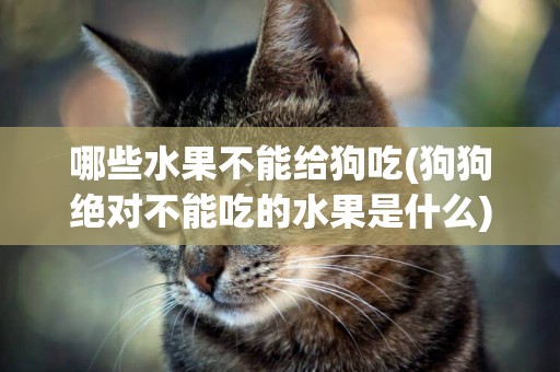 哪些水果不能給狗吃(狗狗絕對不能吃的水果是什么) 