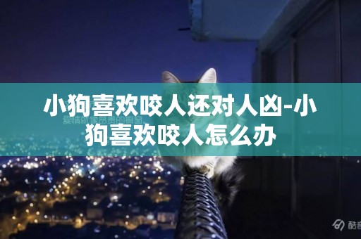 小狗喜歡咬人還對人兇-小狗喜歡咬人怎么辦