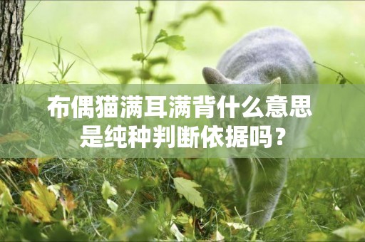 布偶貓滿耳滿背什么意思 是純種判斷依據嗎？