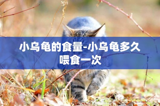 小烏龜的食量-小烏龜多久喂食一次