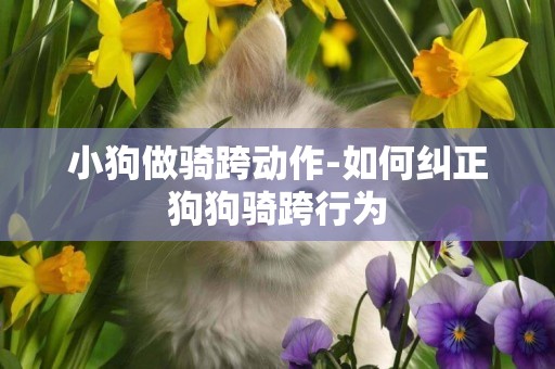 小狗做騎跨動作-如何糾正狗狗騎跨行為