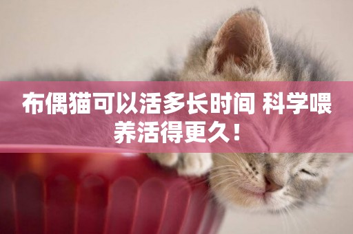 布偶貓可以活多長時間 科學喂養活得更久! 布偶貓可以活多長時間 科學喂養活得更久!