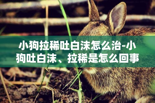 小狗拉稀吐白沫怎么治-小狗吐白沫、拉稀是怎么回事？