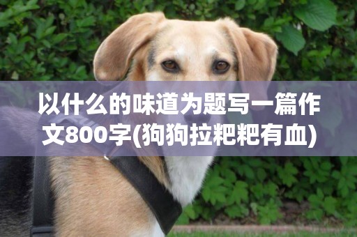 以什么的味道為題寫一篇作文800字(狗狗拉粑粑有血) 