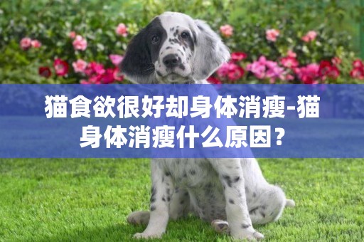 貓食欲很好卻身體消瘦-貓身體消瘦什么原因？