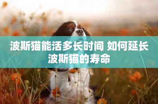 波斯貓能活多長時間 如何延長波斯貓的壽命