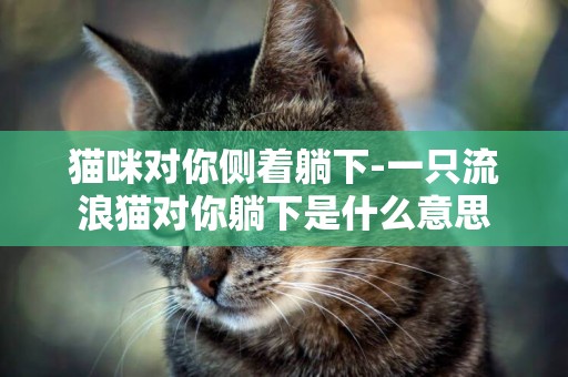 貓咪對你側著躺下-一只流浪貓對你躺下是什么意思