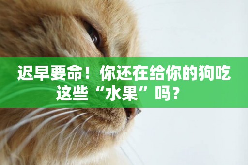遲早要命！你還在給你的狗吃這些“水果”嗎？ 