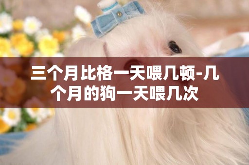 三個月比格一天喂幾頓-幾個月的狗一天喂幾次