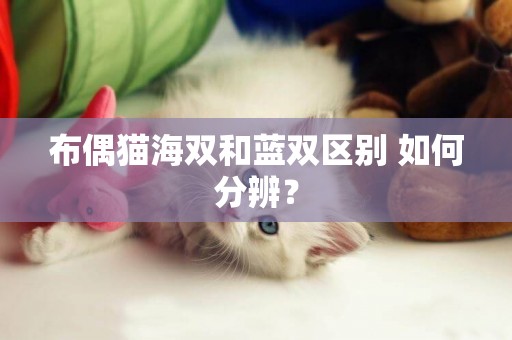 布偶貓海雙和藍雙區別 如何分辨？