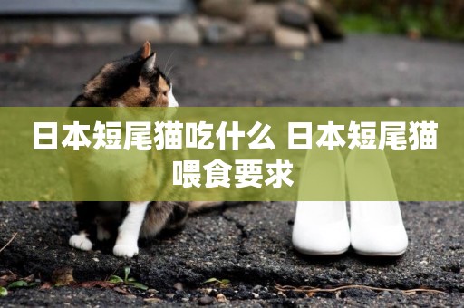 日本短尾貓吃什么 日本短尾貓喂食要求